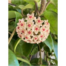 Die Grup Gardenbox Mum Çiçeği Beyaz Renk, Hoya Carnosa, Kokulu, 1. Kalite, 12 cm Saksı