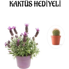 Die Grup Gardenbox Mis Kokulu Mor Lavanta Fidanı, Kaktüs Hediyeli