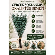 Bontia Doğal Yeşil Okaliptüs Demeti – Gerçek Okaliptüs, Şoklanmış Büyük Okaliptus Demeti