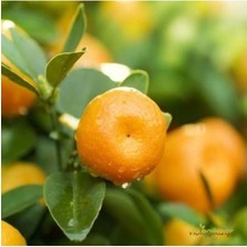 Die Grup Nura Botanik Tatlı Bodrum Mandalina Fidesi, 100-150 Cm, Tüplü, Dış Mekan Ağaç