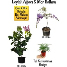 Die Grup Gardenbox Yoğun Kokulu Leylak Ağacı Fidanı, Mor Salkım Ağacı Fidanı, Tül Kuşkonmaz Hediyeli Peyzaj Seti, Çok Renkli