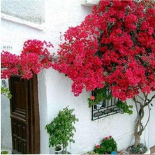 Die Grup Gardenbox Oya Ağacı Kırmızı Sarmaşık, Tüplü, 60-90 Cm, 2 Yaşında, Köklü