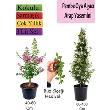 Die Grup Nura Botanik Pembe Oya Ağacı, Arap Yasemini, Buz Çiçeği Hediyeli, 3'lü Set