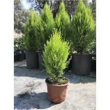 Die Grup Gardenbox Limon Kokulu Çam Ağacı, 30-40 Cm, Limoni Servi Cupressus, Yeşil