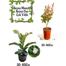 Die Grup Serada Decor & Plant Kokulu Manolya Ağacı ve Beyaz Oya Ağacı Saksılı Bahçe Seti, 30-60 cm