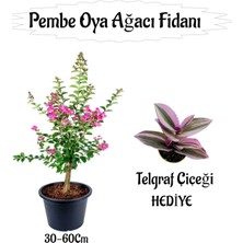 Die Grup Serada Decor & Plant Pembe Oya Ağacı Fidanı Saksılı, 30-60 Cm, Telgraf Çiçeği Hediyeli