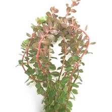 Die Grup Atakanpetshop Rotala Rotundifolia Reddish Vietnam Saksı Canlı Bitki