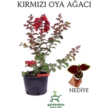 Die Grup Nura Botanik Kırmızı Oya Ağacı, Dış Mekan Saksılı, 30-60 Cm, Yaprak Güzeli Hediyeli
