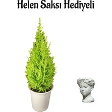 Die Grup Nura Botanik Limon Kokulu Limon Çamı, Helen Saksı Hediyeli, Sevgililer Gününe Özel