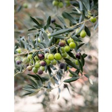 Die Grup Serada Decor & Plant Gemlik Zeytin Fidanı, 80-110 Cm, 2 Adet Tüplü, Bol Verimli Olive Sapling
