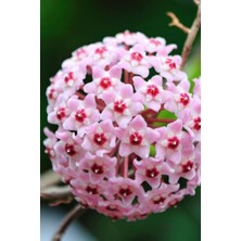 Die Grup Nura Botanik Mum Çiçeği Pembe, 15-20 Cm, 1. Kalite Fidan