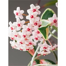 Die Grup Nura Botanik Beyaz Mum Çiçeği Fidanı, 15-25 cm Saksılı, Hoya Carnosa