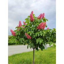 Die Grup Serada Decor & Plant Pembe Çiçekli Oya Ağacı Fidanı, 30-60 Cm, 10 Adet Saksılı, Lagerstroemia Indica
