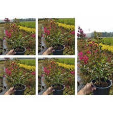 Die Grup Nura Botanik Pembe Oya Ağacı Çiçeği Fidanı, 10 Adet Ayrı Saksılı, Lagerstroemia Indica