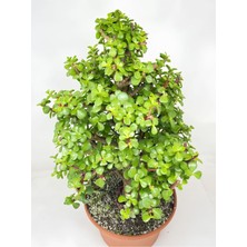 Die Grup Nura Botanik Para Çiçeği Yeşim (Portulacaria Afra), 15-30CM, 1 Adet, Yenilebilir Iç Mekan Bitkisi