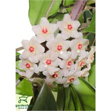 Die Grup Nura Botanik Beyaz Mum Çiçeği Kokulu, 10-20 Cm, Çok Yıllık Sarmaşık Bitki (Hoya)