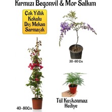 Die Grup Serada Decor & Plant Kırmızı Begonvil Çiçeği, Mor Salkım Ağacı Fidanı, Tül Kuşkonmaz Hediyeli Bahçe Peyzaj Seti