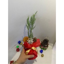 Die Grup Nura Botanik Yılbaşı Hediyesi Mini Boy Yılbaşı Ağacı Süslemeli, Portakal ve Kozalak Dahil, 15-30 cm