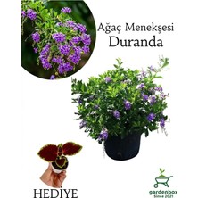 Die Grup Nura Botanik Duranda Mor Ağaç Menekşesi Çiçeği, 30-60 cm Saksılı, Çok Renkli