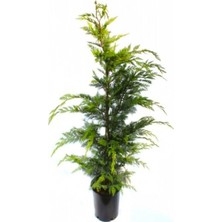 Die Grup Nura Botanik Leylandi Çam Fidanı, 70-100 Cm, 1 Adet Saksılı, Cupressocyparis Leylandii