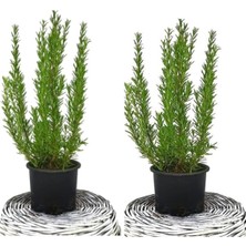 Die Grup Serada Decor & Plant Biberiye (Kuş Dili Otu) Set 2li, 50 Cm, Yemeklerde Kullanılabilir