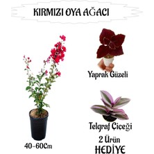 Die Grup Serada Decor & Plant Kırmızı Oya Ağacı Fidanı Saksılı, Yaprak Güzeli ve Telgraf Çiçeği Hediyeli