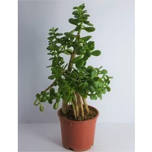 Die Grup Nura Botanik Bonsai Crassula Ovata Para Bereket Ağacı, 10 Yaş