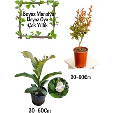 Die Grup Nura Botanik Kokulu Manolya Ağacı ve Beyaz Oya Ağacı Bahçe Seti, 30-60CM, 2 Adet Saksılı