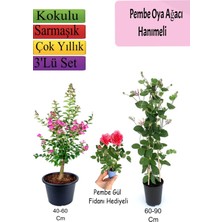 Die Grup Nura Botanik Pembe Oya Ağacı, Hanımeli Çiçeği, Pembe Gül Fidanı Hediyeli, 3'lü Set