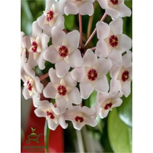 Die Grup Nura Botanik Beyaz Mum Çiçeği Hoya, 10-20 cm