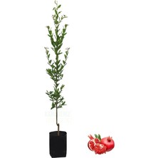Die Grup Nar Fidanı Tüplü, BTSASILIFDN28