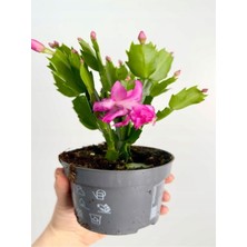 Serada Decor & Plant Pembe Renk Yılbaşı Çiçeği Schlumbergera Truncata, 1 Adet Saksılı, 10-15CM