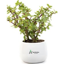 Bitkim Sende Yenilebilir Para Yeşim Bitkisi, 15-30 Cm, Saksılı, Salon Ofis Çiçeği