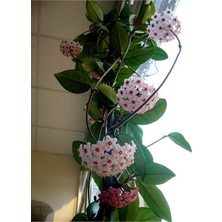 Nura Botanik Mum Çiçeği (Hoya Carnosa) Askılı Saksıda, 20 cm Saksı Çapı