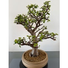 Nura Botanik Yeşim Para Çiçeği Portulacaria Afra, 15-30CM, Yenilebilir Salon Bitkisi, 1 Adet