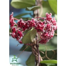 Nura Botanik Çok Yıllık Kokulu Koyu Pembe Renk Mum Çiçeği, 30-50 Cm, Saksılı