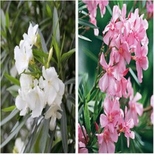 Die Grup Gardenbox Zakkum Fidanı Paketi, 10'lu Set, Beyaz-Pembe Renk, 40-50 cm Boy