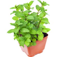 Die Grup Bitkim Sende Nane Fidesi, Mini Saksıda, 10-15 Cm, Saksılı/tüplü, 1 Adet