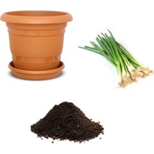 Die Grup Gardenbox Acısız Taze Firik Yeşil Soğan Tohumu, 10 Adet Ekim Seti, Toprak ve Saksı Dahil