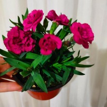 Die Grup Nura Botanik Karanfil, Mis Kokulu Çiçek, 15-30 Cm, Saksılı