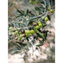 Die Grup Nura Botanik Gemlik Zeytin Fidanı, 90-110 Cm, Tüplü, 4 Adet