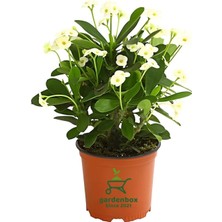 Formlu Beyaz Renk Euphorbia Dikenler Tacı 20-25CM