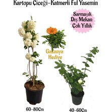 Die Grup Gardenbox Kartopu Çiçeği, Katmerli Ful Yasemin, Sarı Gazanya Hediyeli Saksılı Bahçe Seti, Çok Renkli