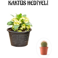 Gardenbox Sarı Çiçekli Milli Dikenler Tacı Kaktüs Hediyeli, Saksı Bitkisi