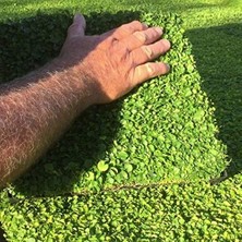 Esranın Dünyası Dona Dayanıklı Dichondra Repens Fare Kulağı TOHUMU(100