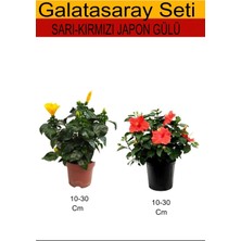 Nura Botanik 2'li Takım Seti Sarı Japon Gülü + Kırmızı Japon Gülü, 10-30 cm