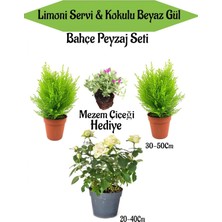 Serada Decor & Plant Bahçe Seti, 2 Adet Limoni Servi Fidanı, 1 Adet Beyaz Gül Fidanı, Hediye Mezem Çiçeği