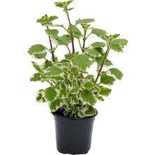 Gardenbox Plectranthus Forsteri Kokulu Uzayan Tür Benjamin Çiçeği Saksılı
