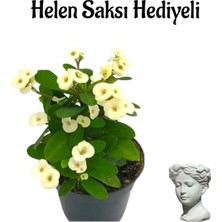 Nura Botanik Helen Saksı Hediyeli, Beyaz Renk Milii Dikenler Tacı Çiçeği, Çiçekli Bodur Bitki