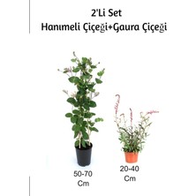 Hanımeli+ Gaura Çiçeği 2'li Set Dış Mekan Bitkisi, BTSNU1202026
